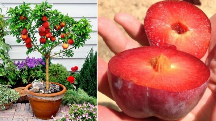 5 plantes à planter dans votre maison uniquement avec la graine de son fruit