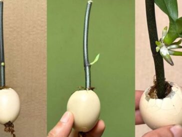 Cette astuce fait pousser les branches et les plants rapidement : ils n’arrêteront pas de fleurir