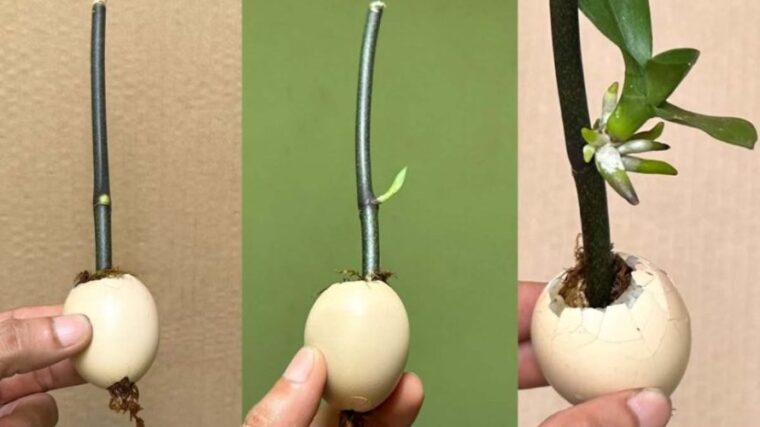 Cette astuce fait pousser les branches et les plants rapidement : ils n’arrêteront pas de fleurir