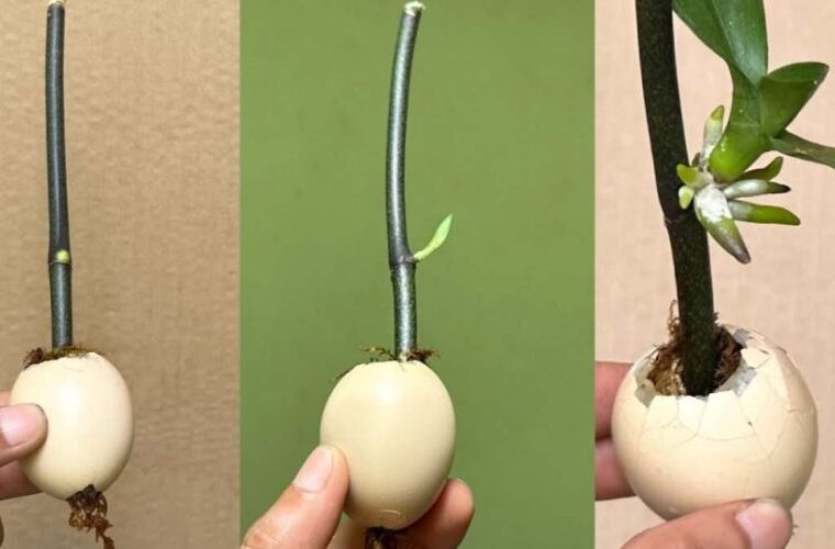 Cette astuce fait pousser les branches et les plants rapidement : ils n’arrêteront pas de fleurir