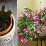 5 plantes à planter dans votre maison uniquement avec la graine de son fruit