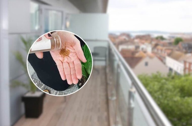 La raison inattendue pour laquelle presque tout le monde répand de la cannelle sur le balcon en août