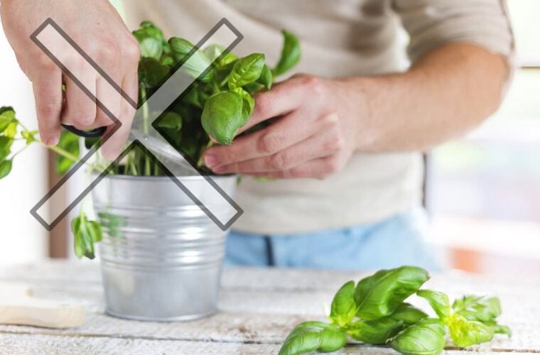 Ne faites pas cette erreur lors de la récolte du basilic : il sèche en 7 jours