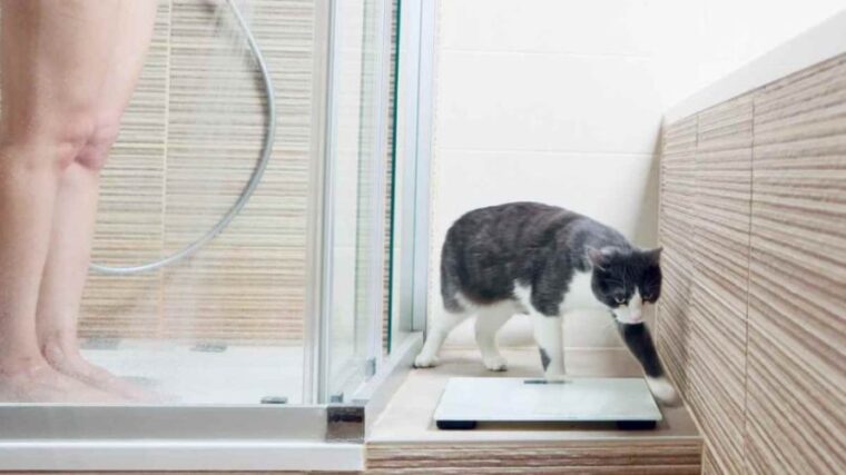 Si le chat vous suit aux toilettes, la raison est assez grave : voici pourquoi il le fait