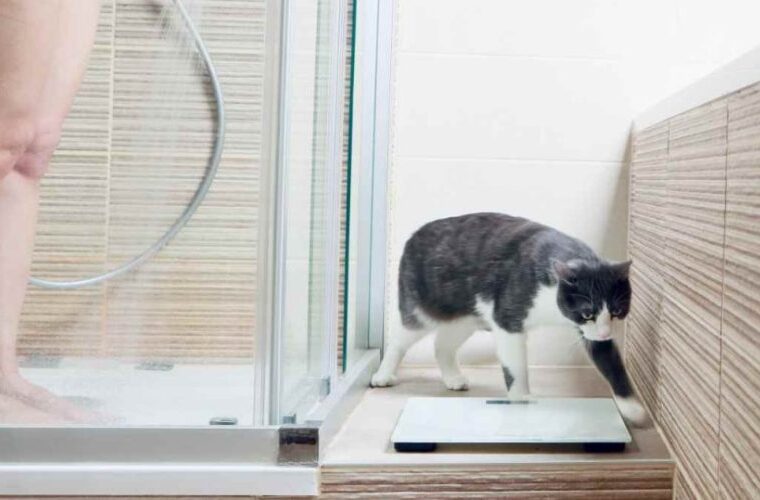 Si le chat vous suit aux toilettes, la raison est assez grave : voici pourquoi il le fait