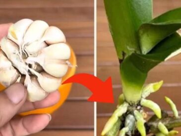 Orchidée, ce n’est qu’avec cette astuce que les pépiniéristes parviennent à la faire vivre de nombreuses années