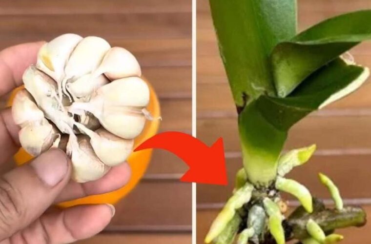 Orchidée, ce n’est qu’avec cette astuce que les pépiniéristes parviennent à la faire vivre de nombreuses années